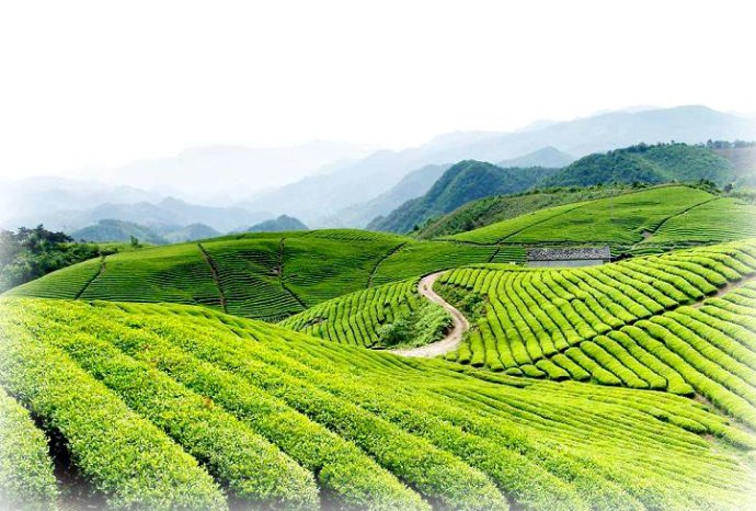 哪里的绿茶最好崂山茶。