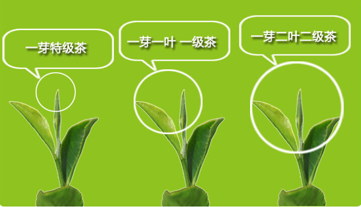 崂山绿茶的价格以及如何选购的问题。